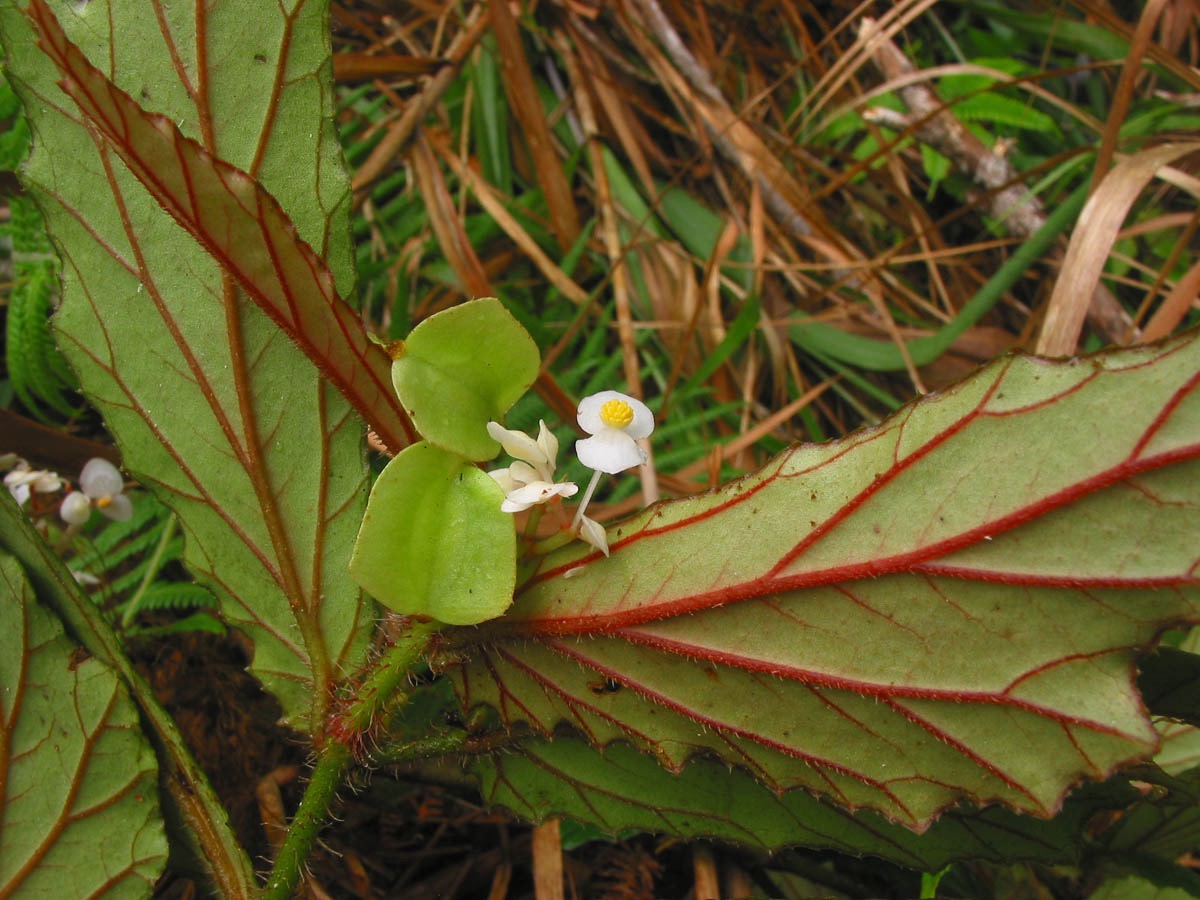B. contracta